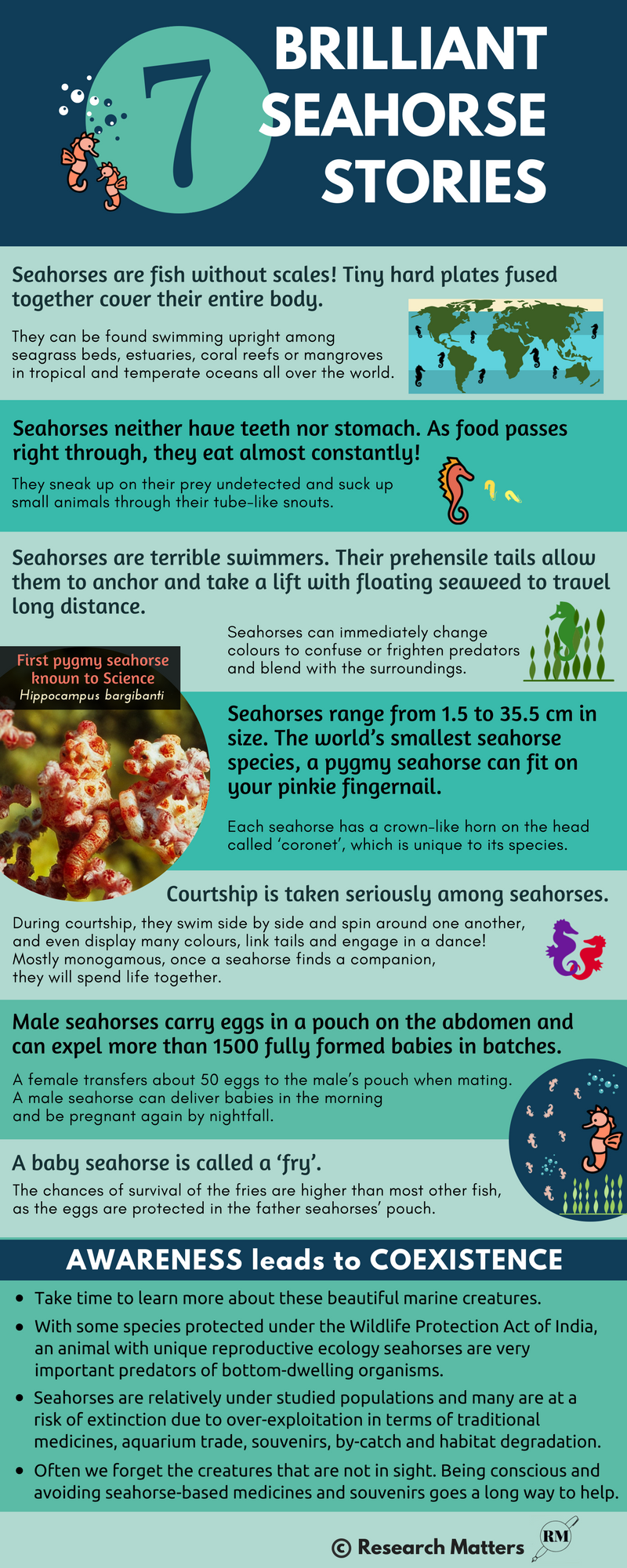 Brilliant Seahorse Stories