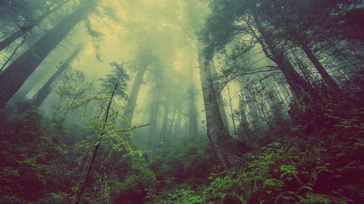 The ill-conceived idea of replacing natural grasslands with ‘forests’—lessons from past mistakes
