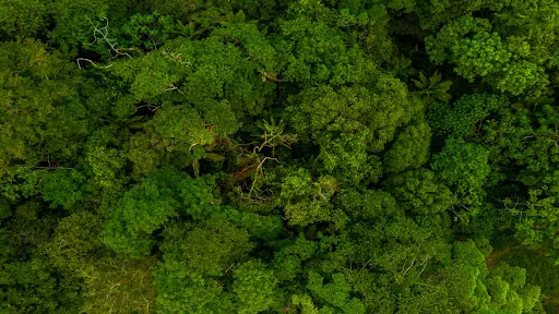 प्रभावी वनरोपण हेतु खंडों में बंटे हुए वन क्षेत्रों का आकलन आवश्यक