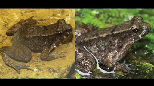 New 'western trickle frog' discovered from the Garo and Khasi hills in Meghalaya