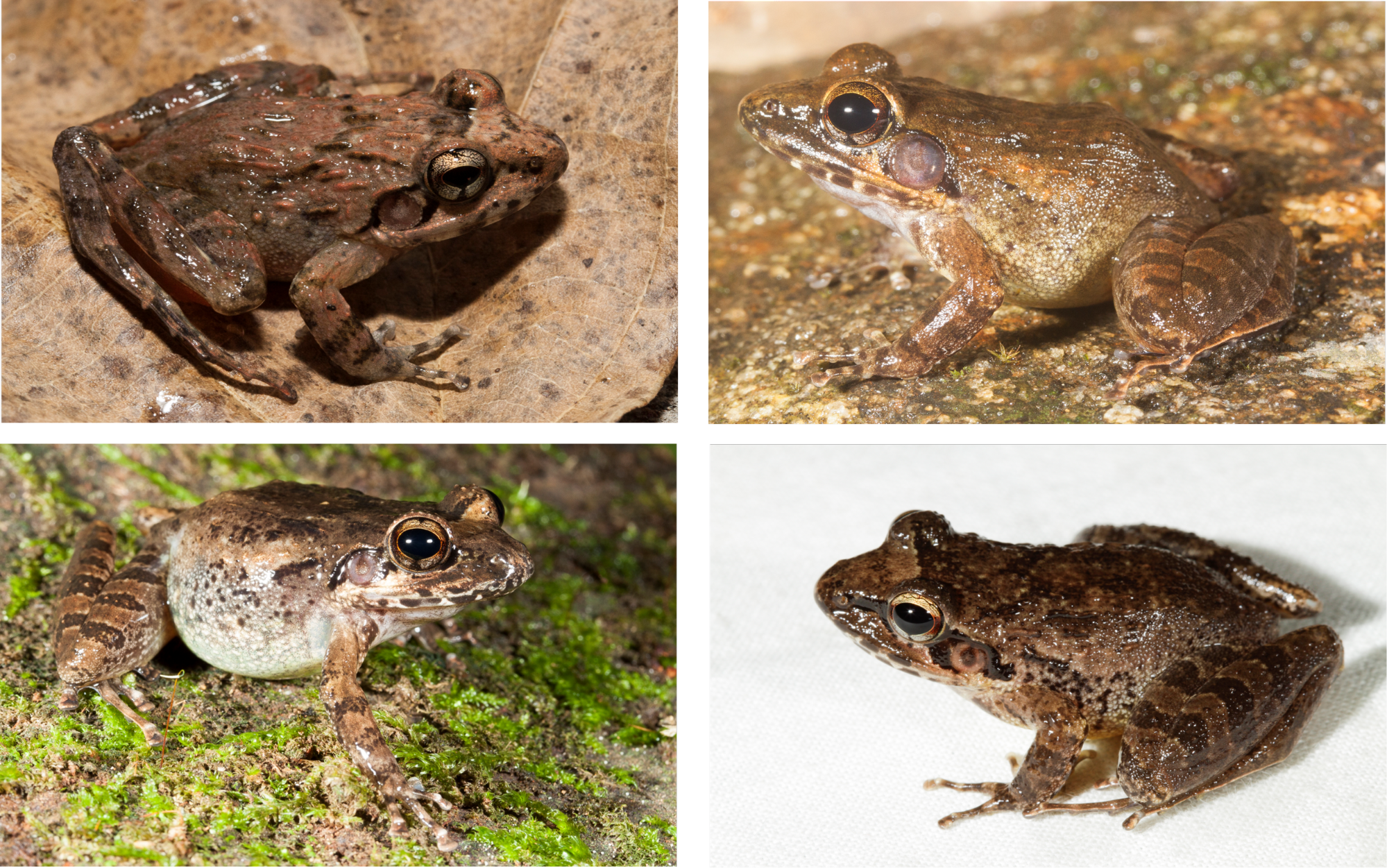 Spot the difference! Unravelling cryptic frogs of Western Ghats