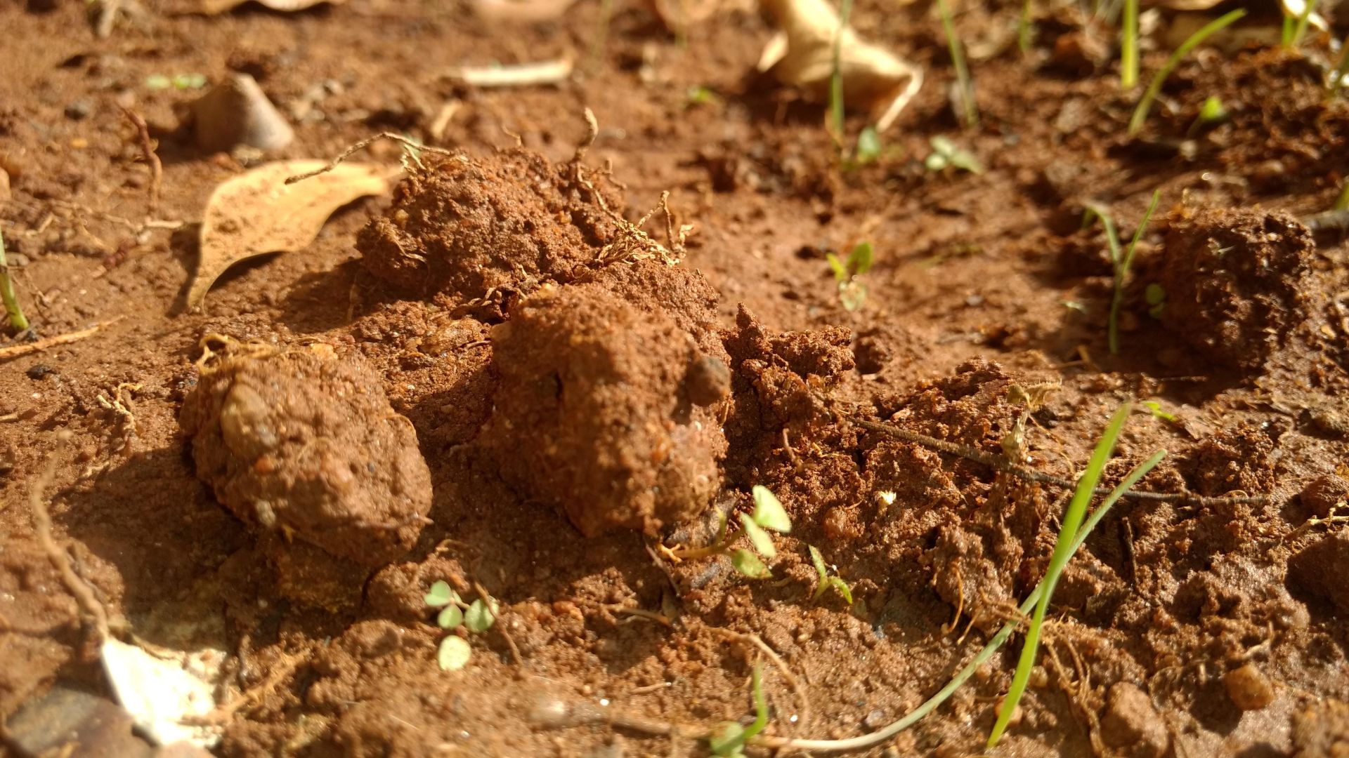 ಭೂಮಿಯ ಮಣ್ಣಿನ ಸುಗಂಧ ಹಾಗೂ ಅದನ್ನು ಸೇವಿಸಬೇಕೆಂಬ ಹಂಬಲ
