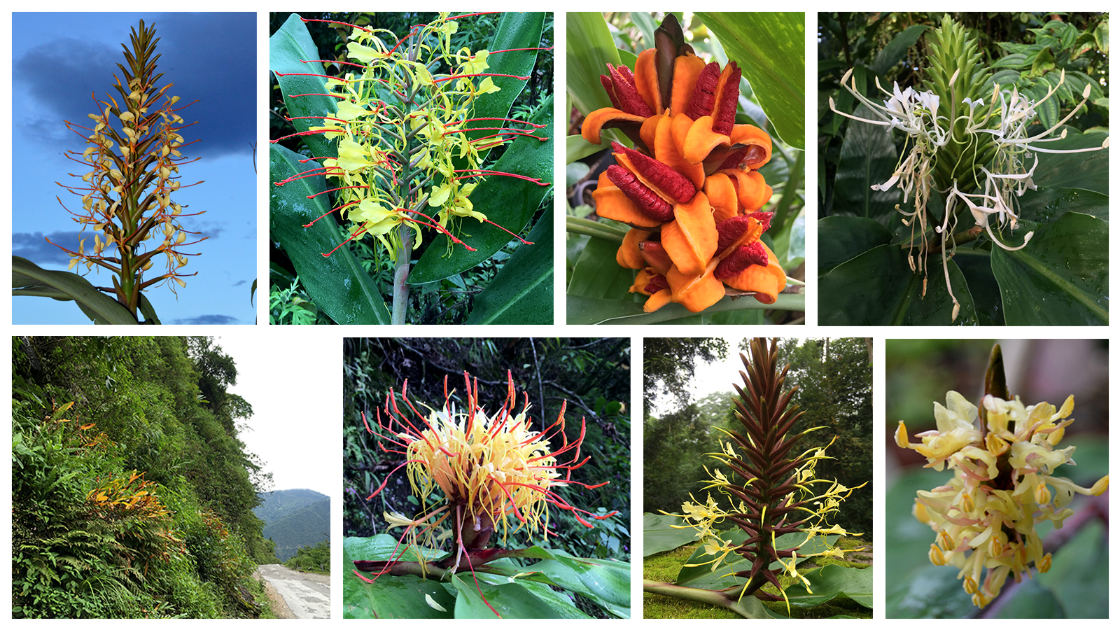 Himalayan uplift caused diversity in ginger lily plants