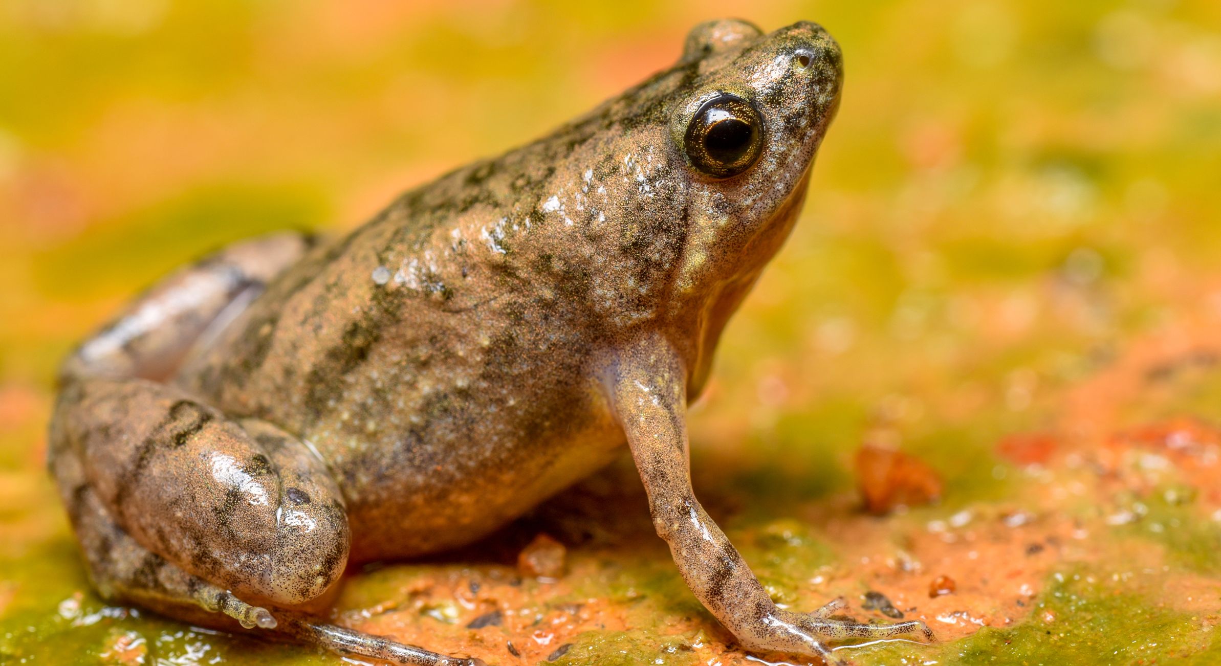 Another new narrow-mouthed frog species discovered in Coastal Karnataka