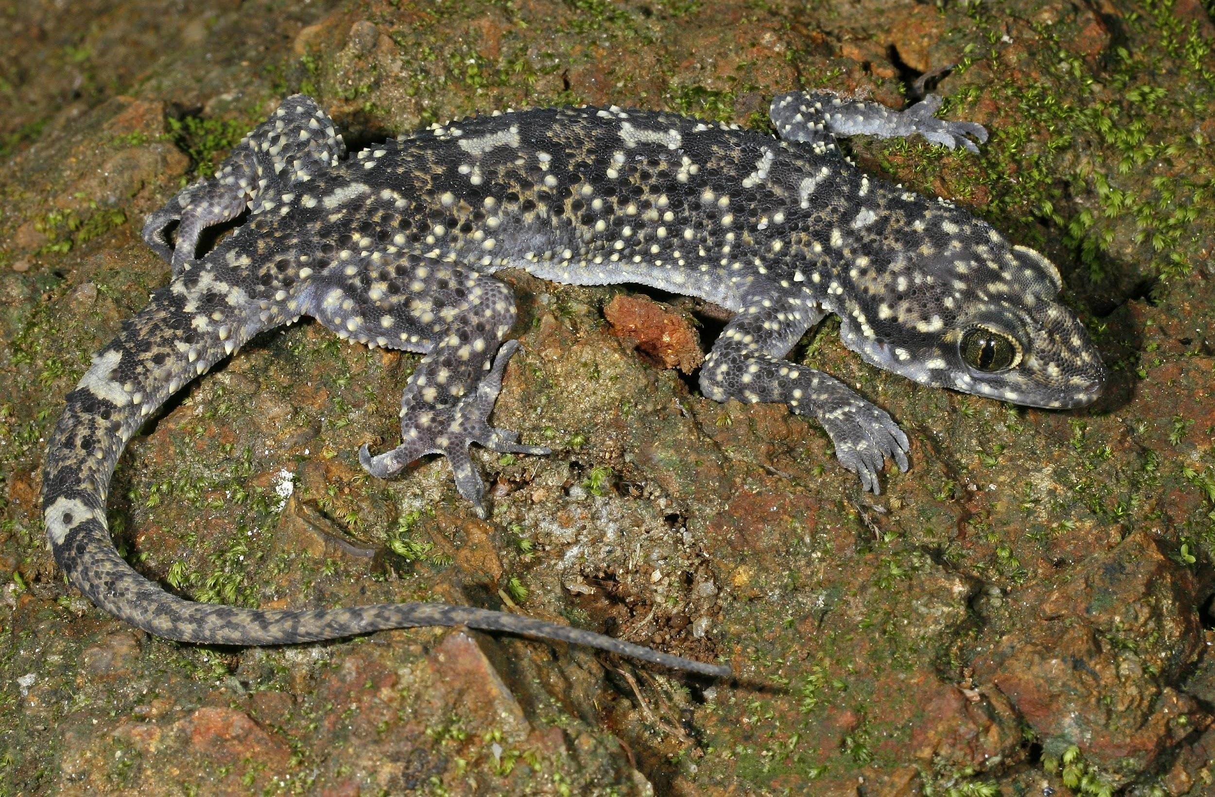 Meet Hemidactylus paaragowli, a newly-discovered rock-dwelling gecko of the Western Ghats