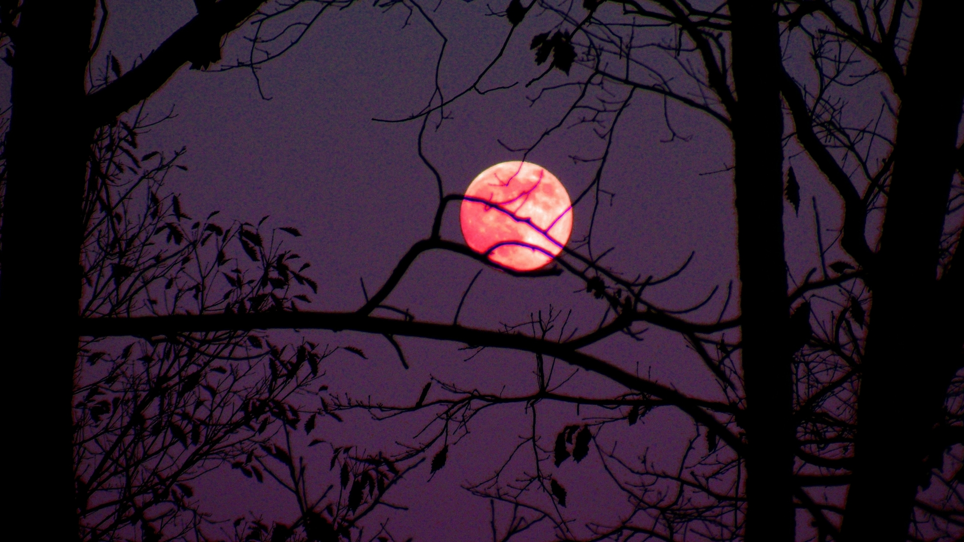 India prepares for a rare celestial event--A super, blood, blue Moon