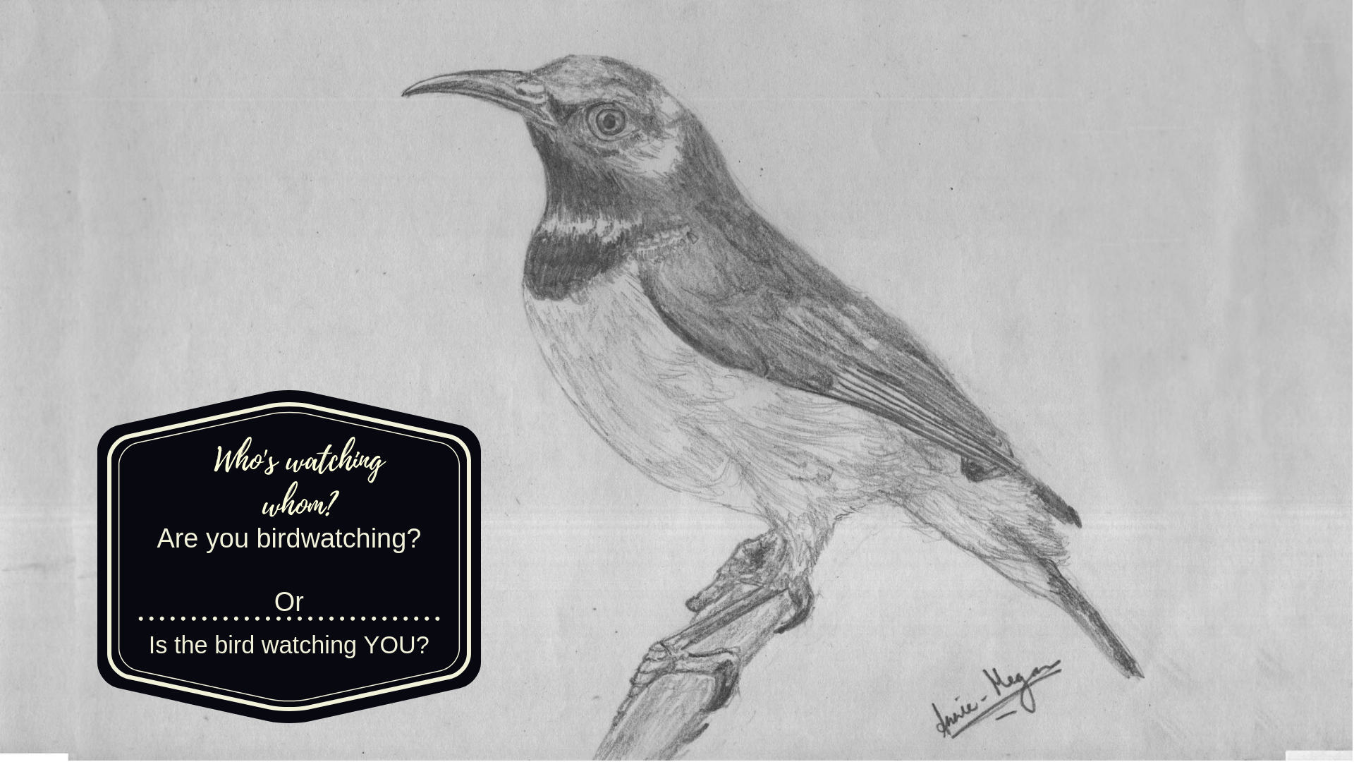 Birdwatching - a popular hobby