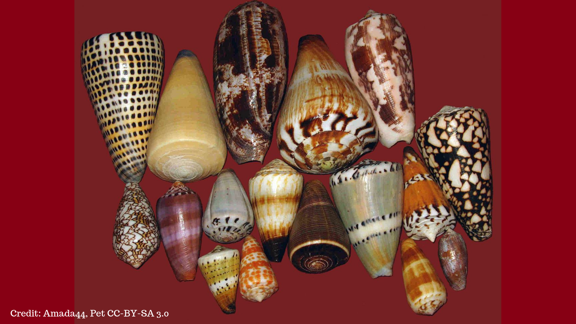 The stinging tale of the cone snail