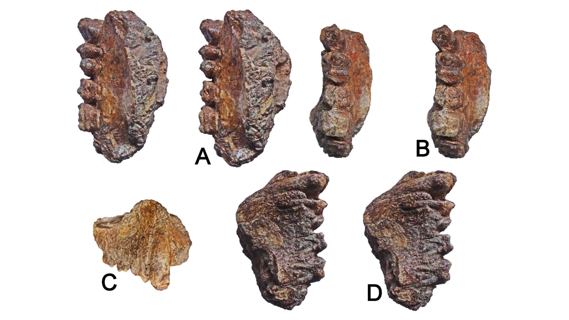 First-ever hominoid ape fossils discovered in Peninsular India