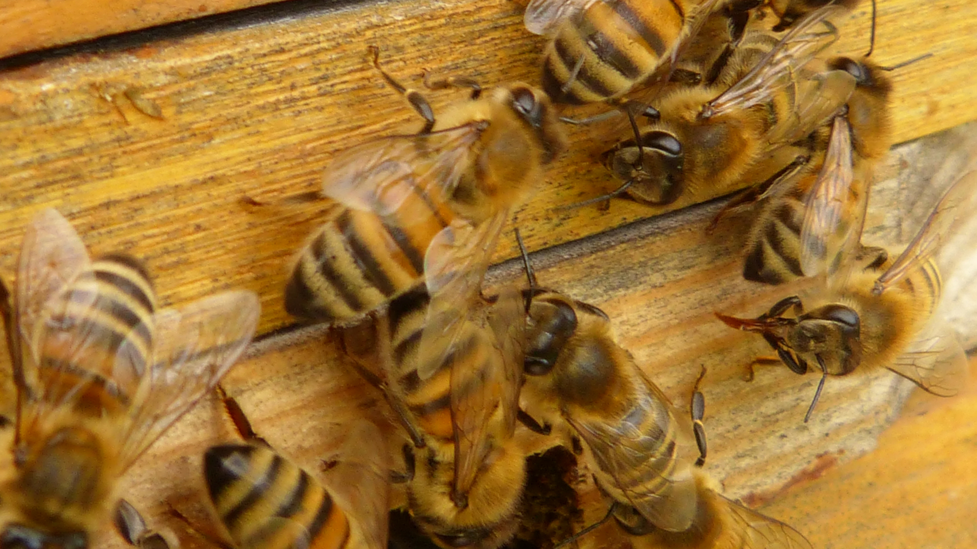 A lesson in efficiency from the bees