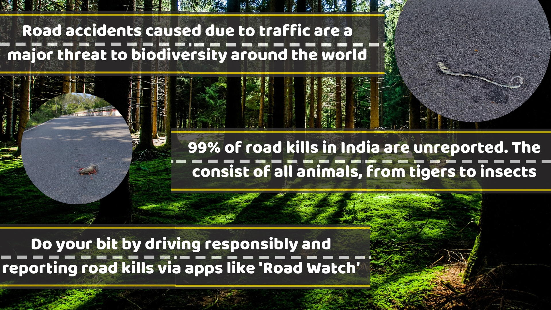 Road ecology—the way ahead to think about our highways