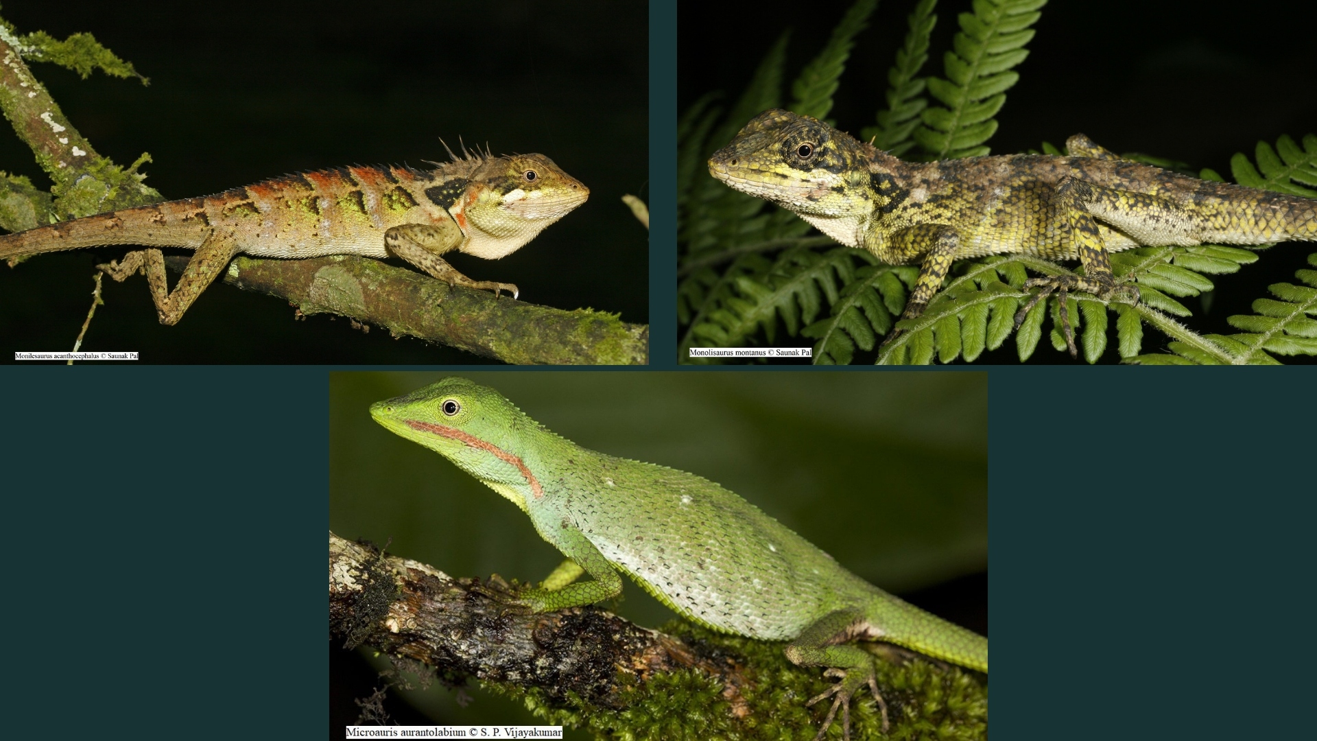Taxonomic revision of Agamid lizards reveals two new species in the Western Ghats