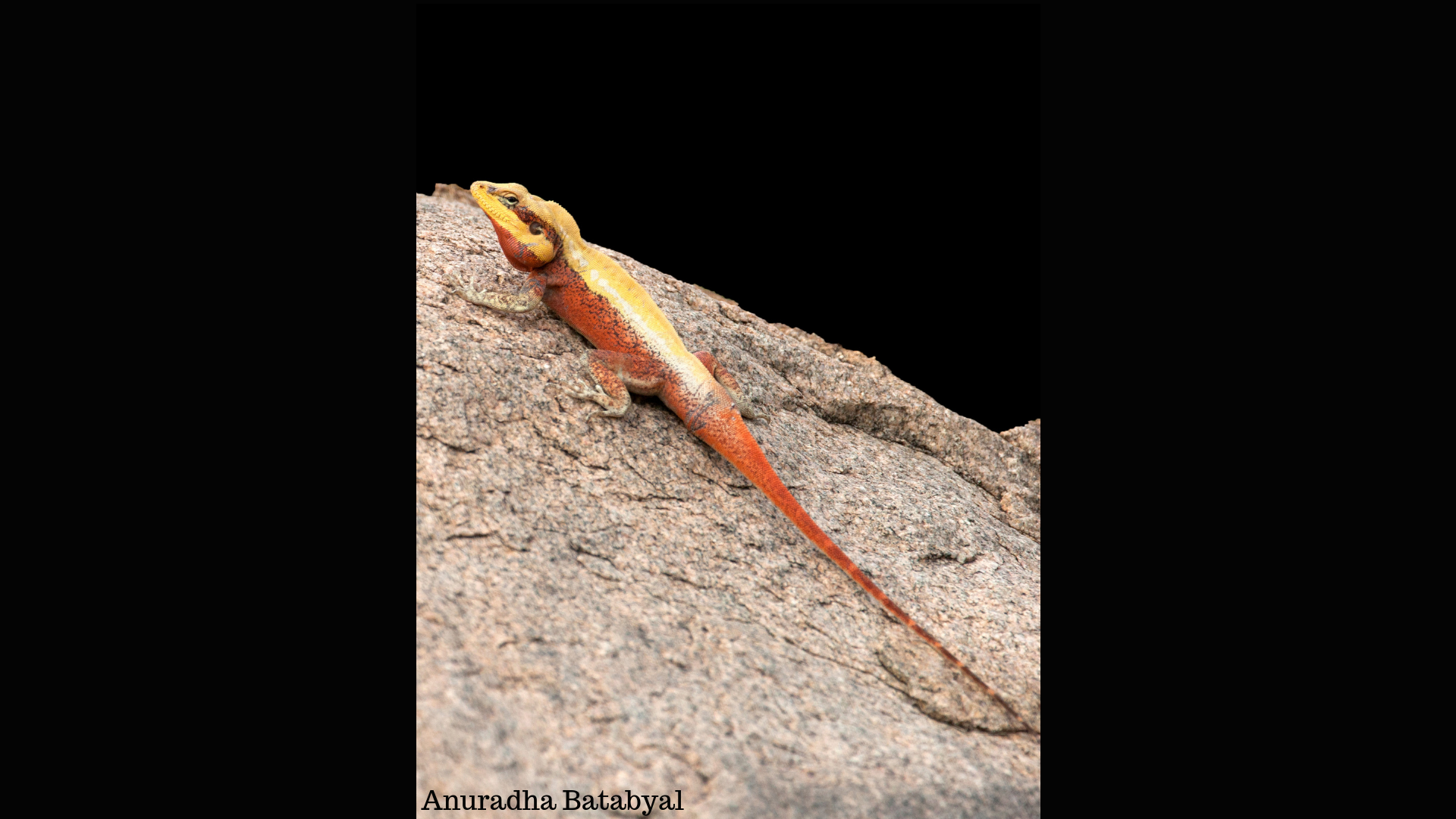The tale of urbanisation of lizards