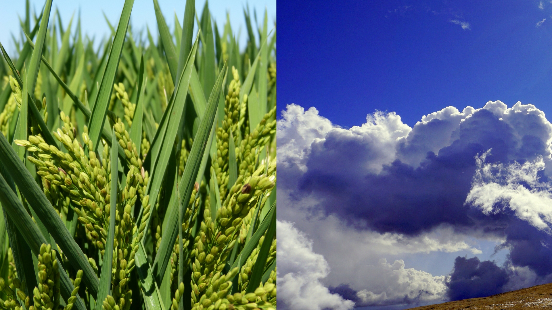 Rice grain can be a historian too, shows IISc study