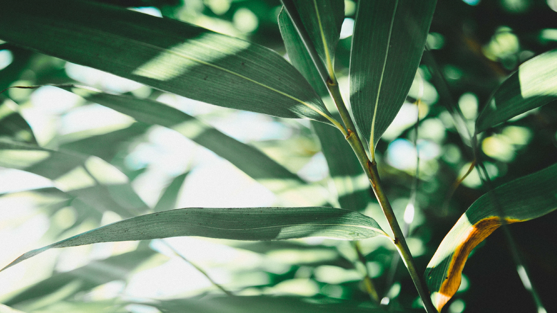 Leafing through trees: Lessons in stress management for a warming climate