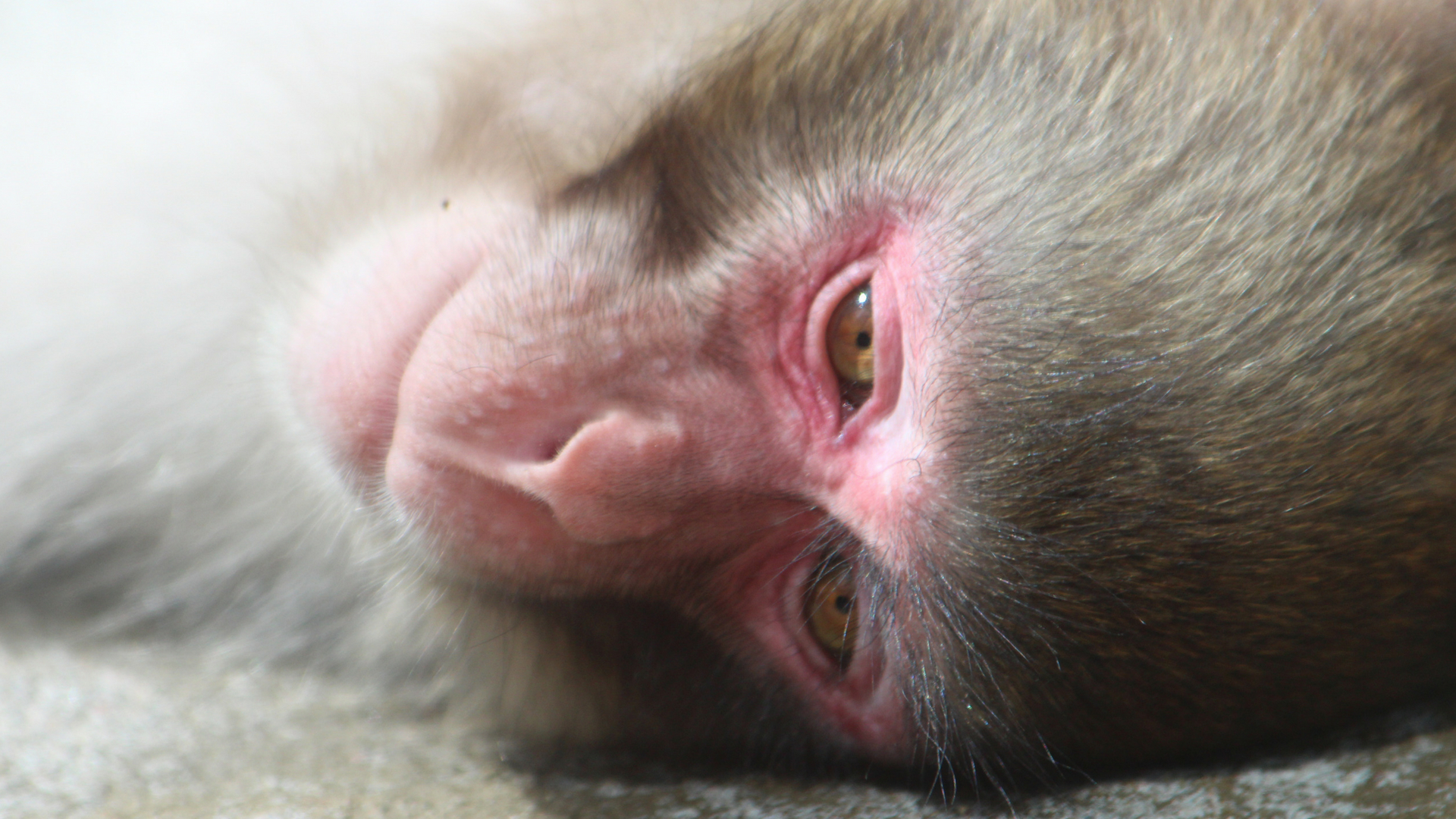 In a first, scientists use ultrasound to study ovarian hormones in Bonnet monkeys