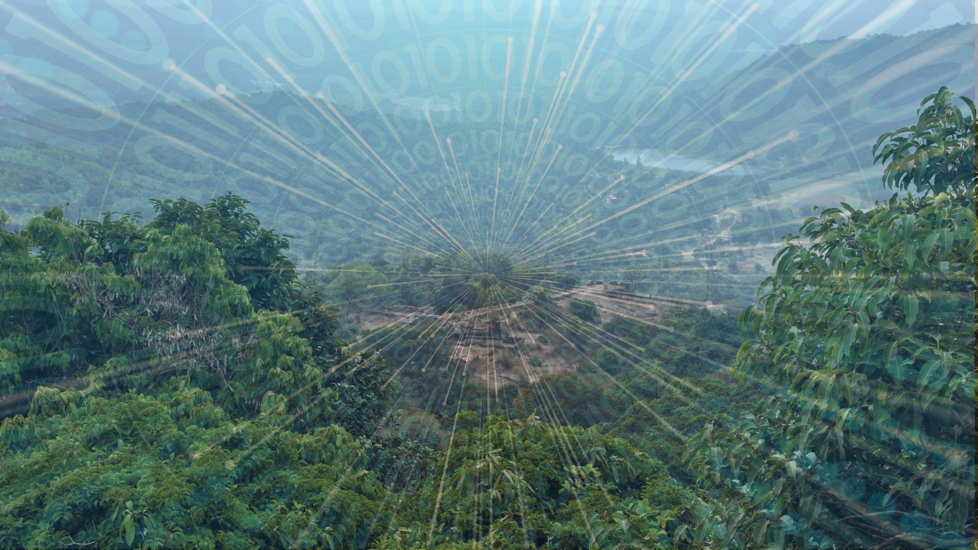 Here’s how machine learning could help in choosing the best policy for forest management