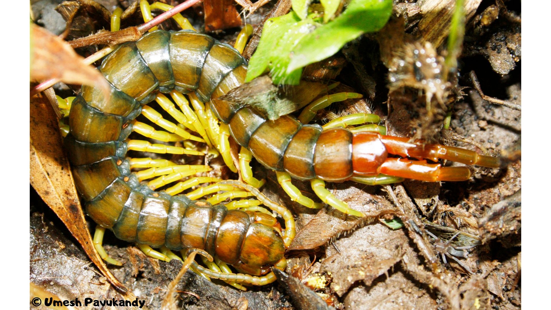 On a trail with India's centipedes, 180 million years back in time
