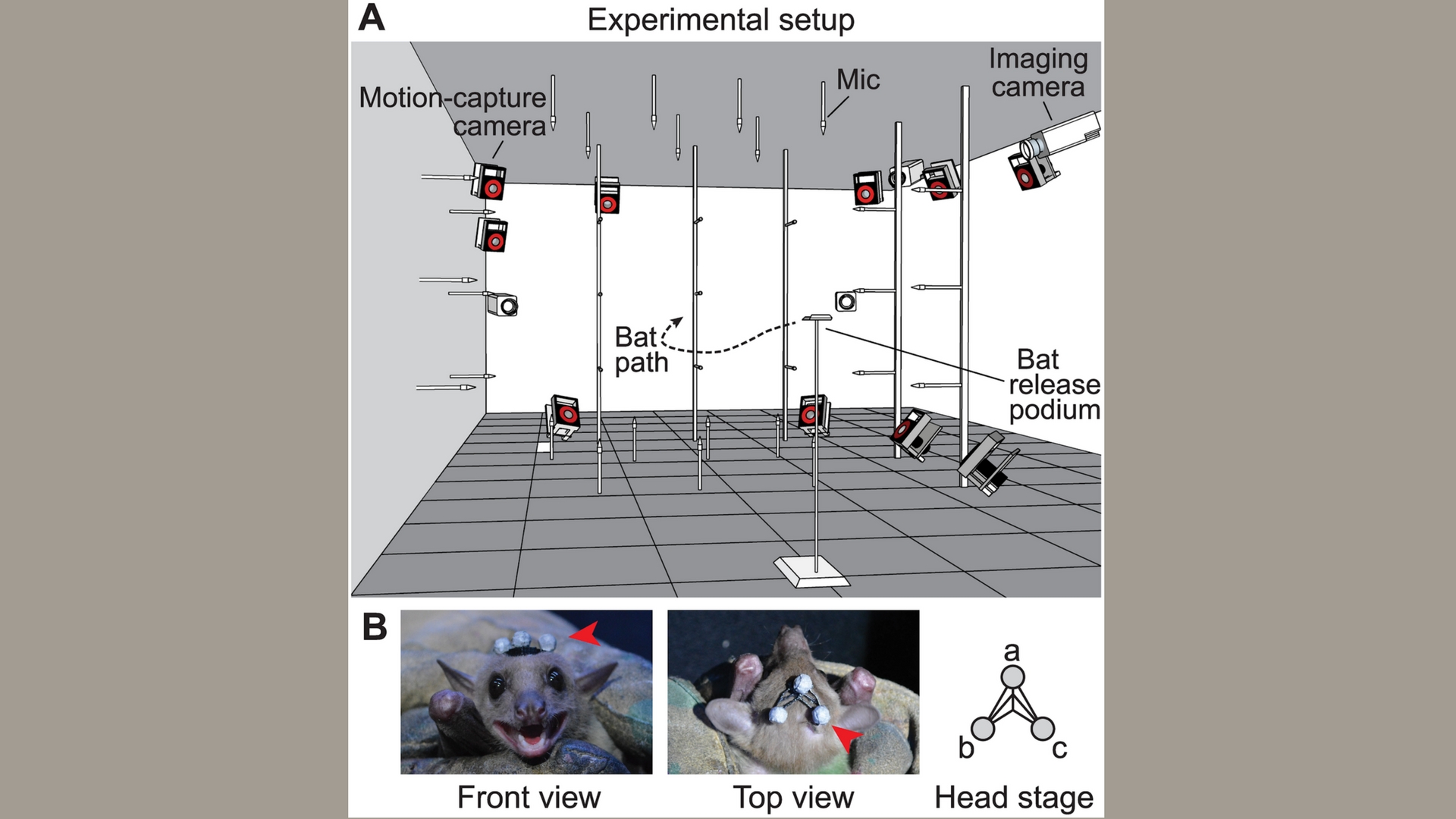 Navigating with the tongue, the Egyptian fruit bat way!