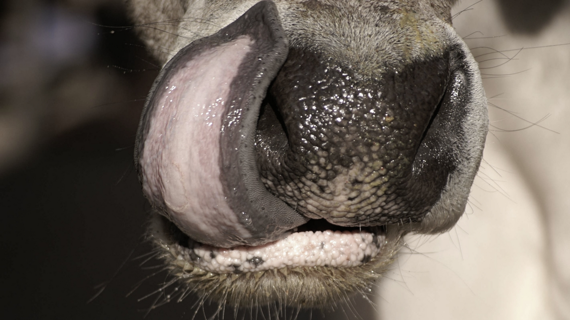 How are cattle in Haryana affected by the Blue Tongue Virus?