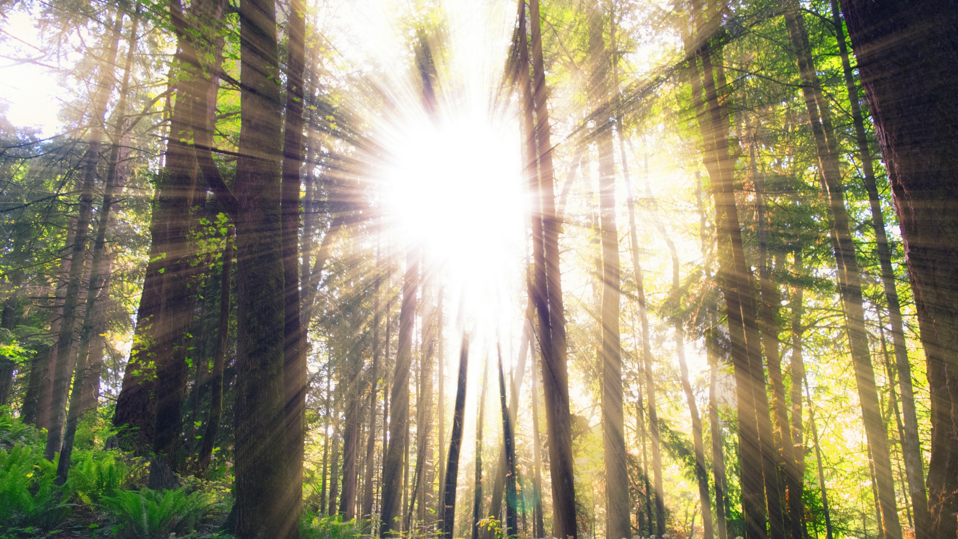 A commonly used preservative that could turn harmful when exposed to UV light.