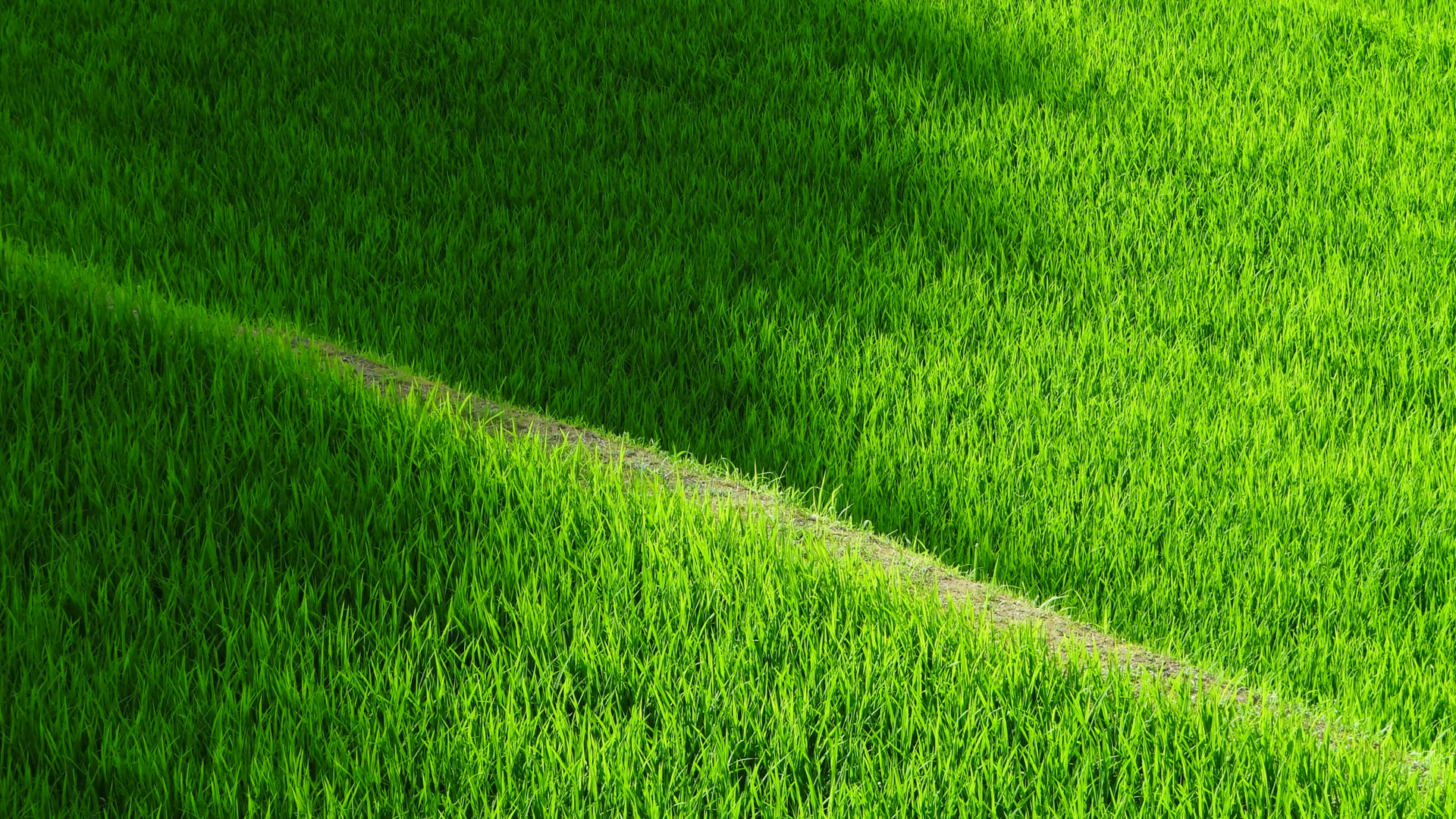 Adding organic fertilisers to rice plantations - a boon or a bane?