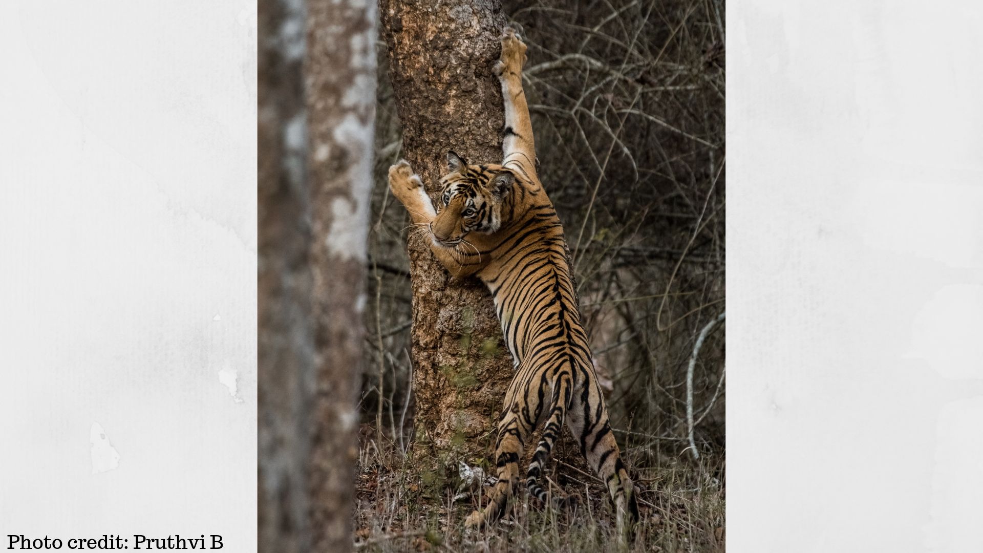Not just numbers, DNA holds the key in tiger conservation