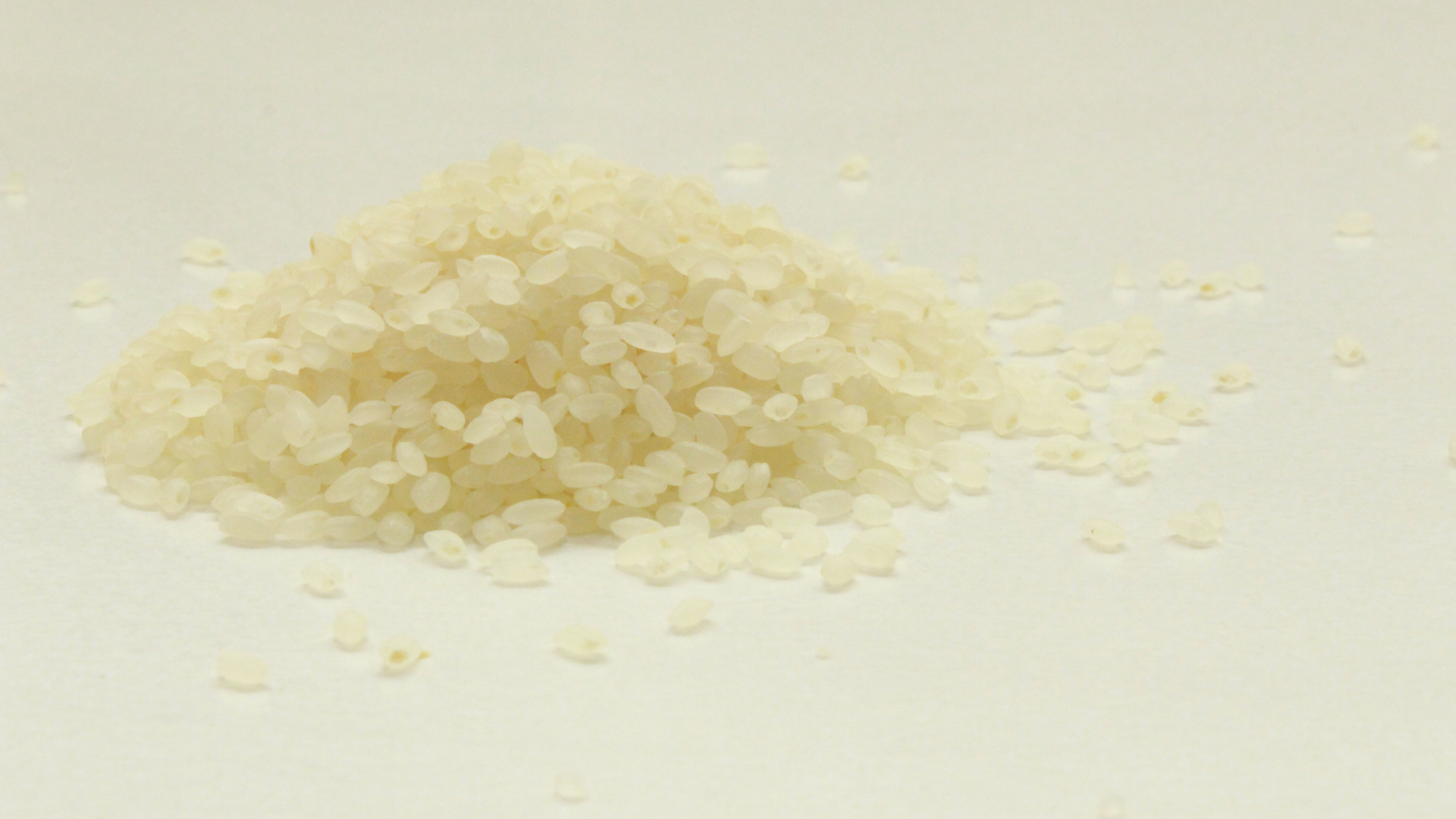 What makes some varieties of rice resistant to drought?