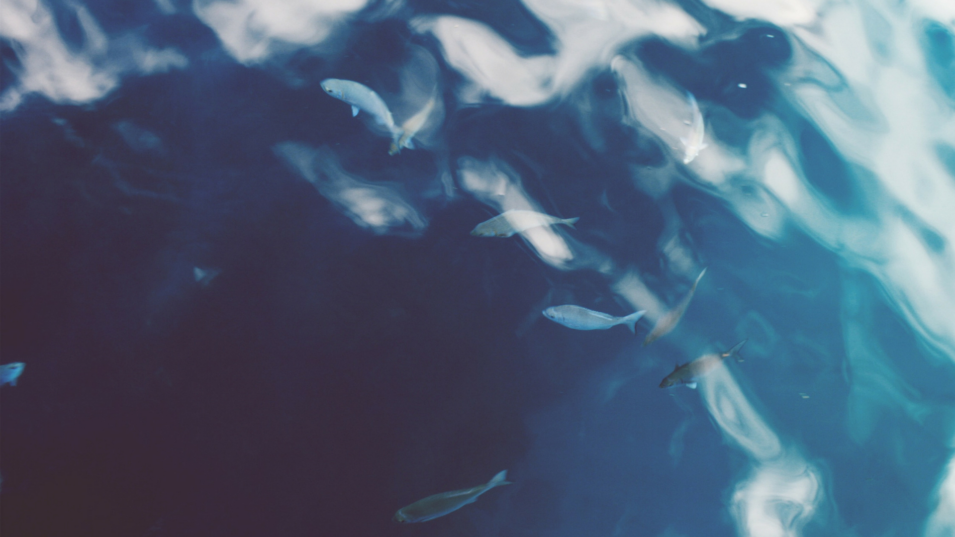 How citizen science is helping save Kerala's fish species