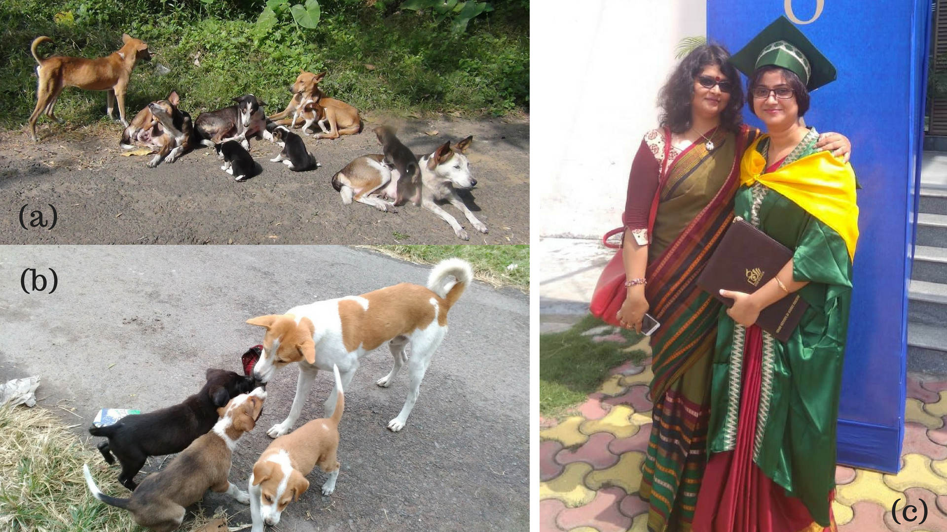 Learning the benefits of joint families from the lives of free-ranging dogs