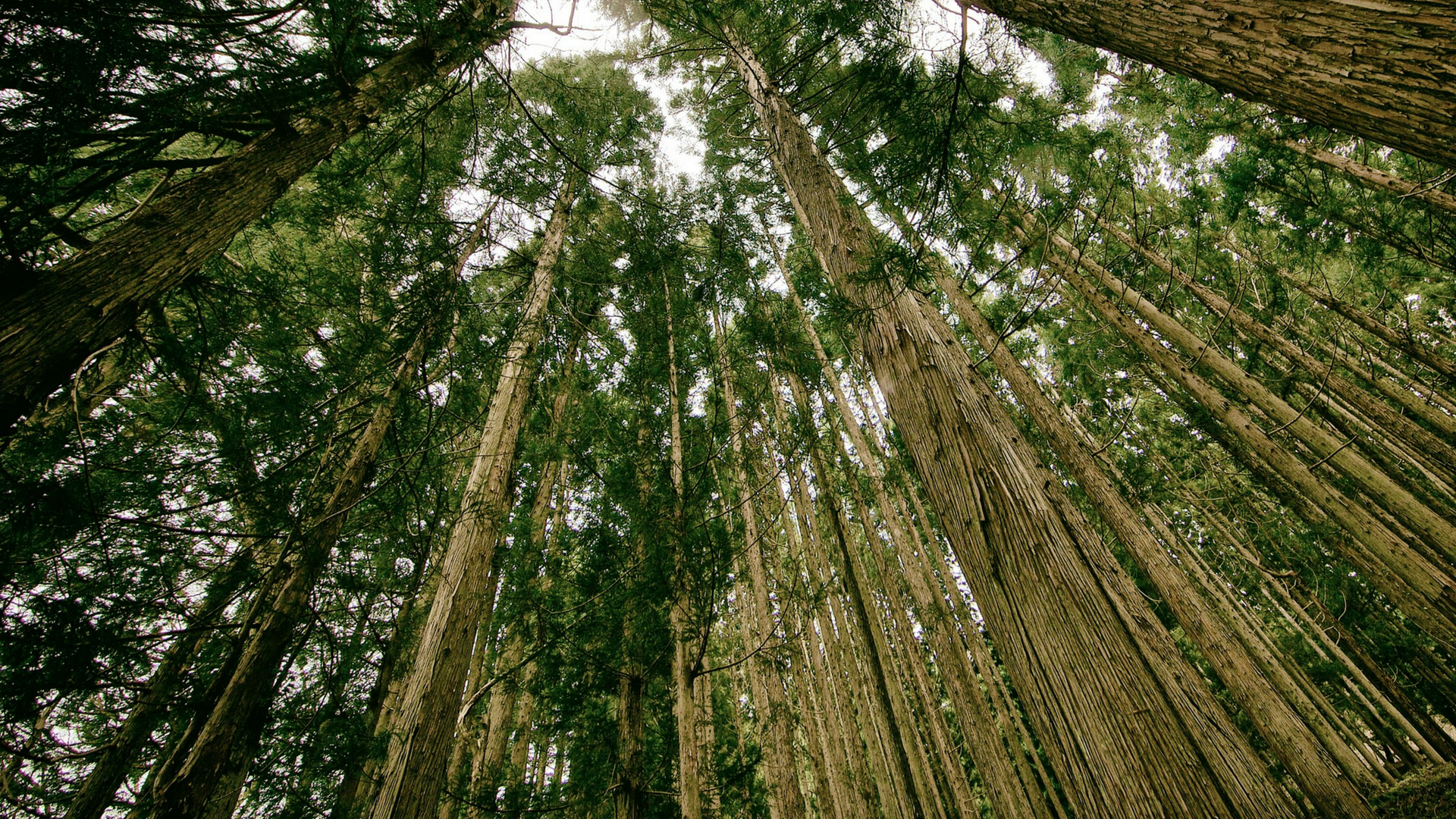 Unscrambling the apparent ‘madness’: What determines the presence and diversity of tree communities?