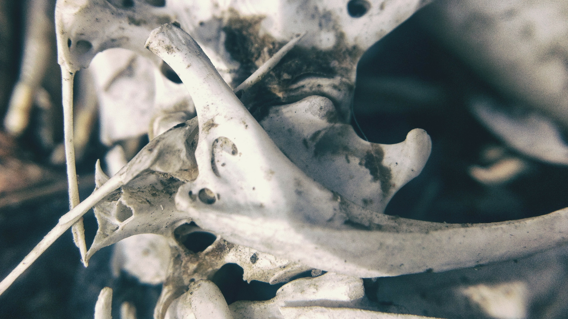Prosthetics with bioactive nanofibers show better bone integration and growth