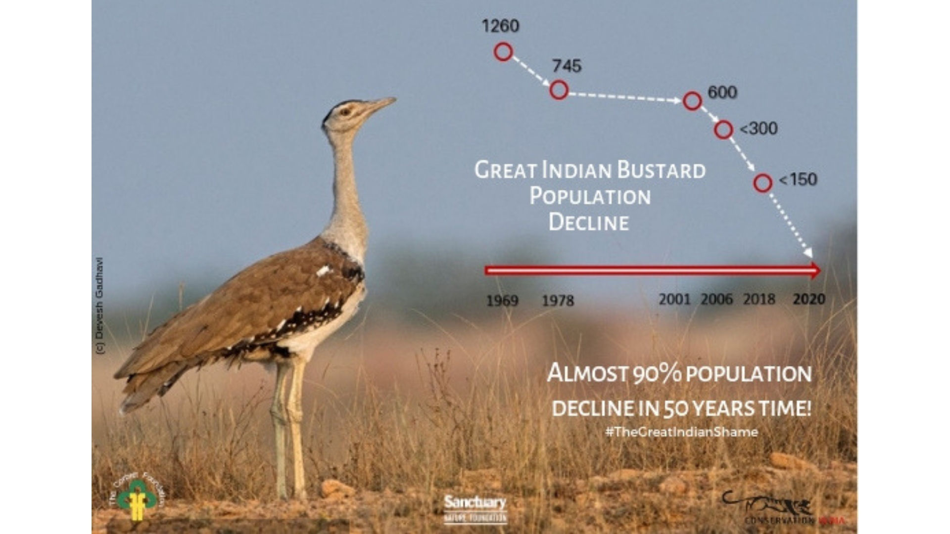 A race against time to save the Great Indian Bustards