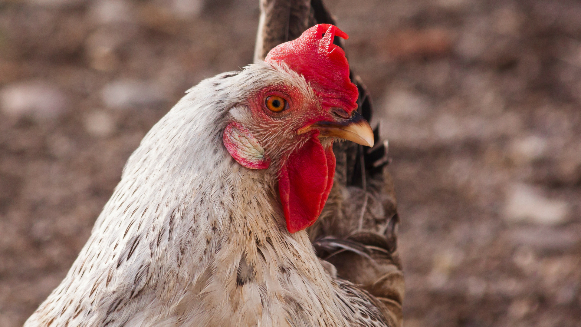 Sea buckthorn extracts could improve mortality rate of chicken bred in high altitudes, shows study.