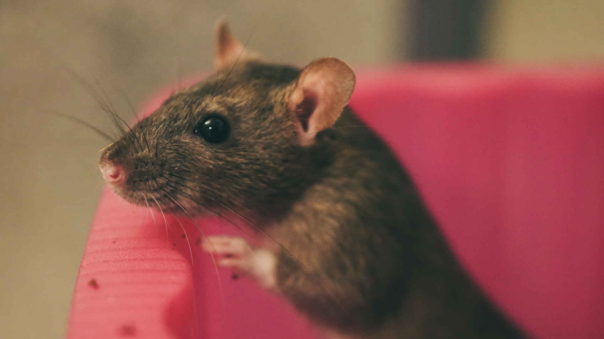 Scientists capture wounds healing in diabetic mice in microscopic detail