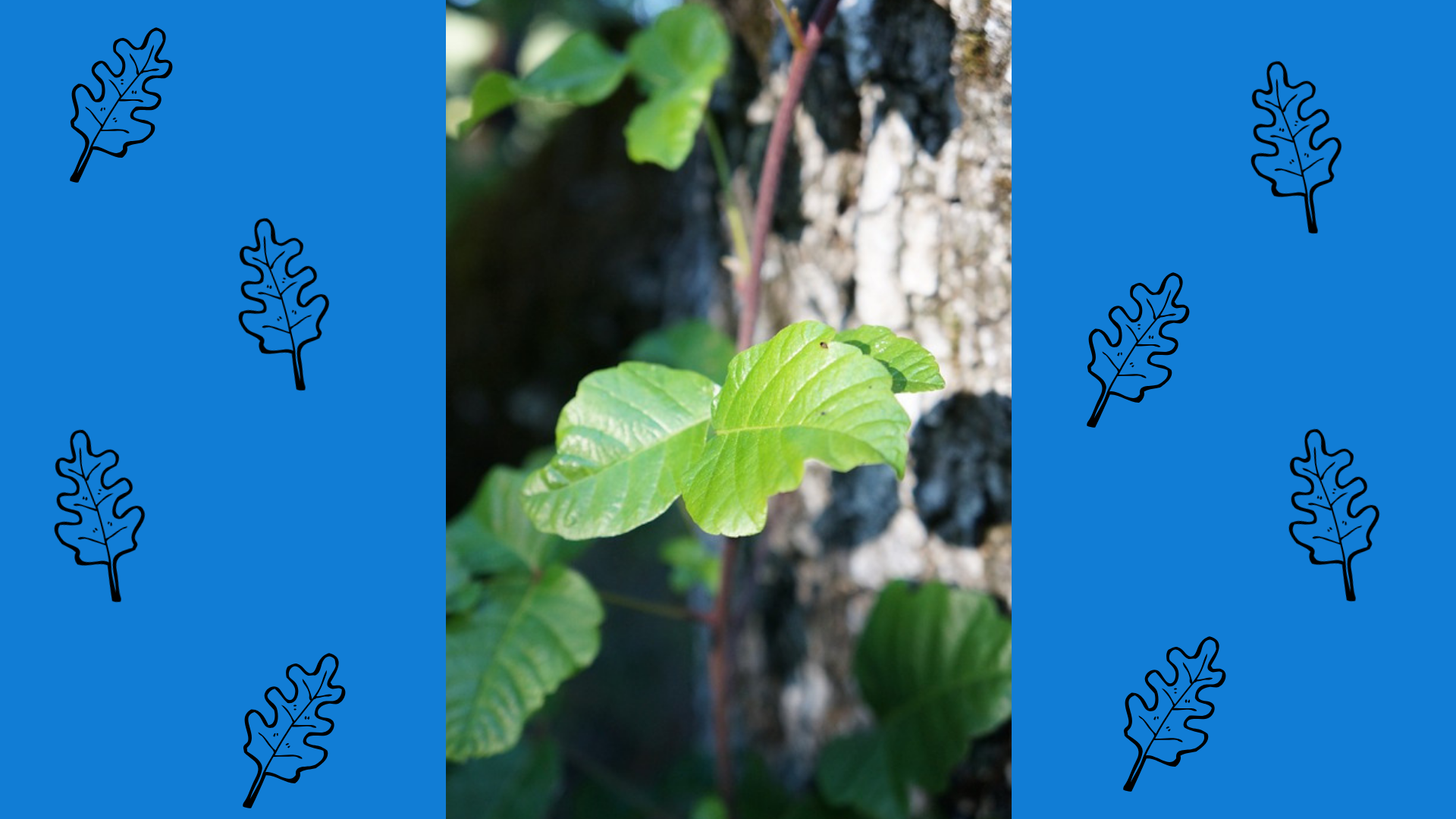 Study shows the healing power of a poison oak