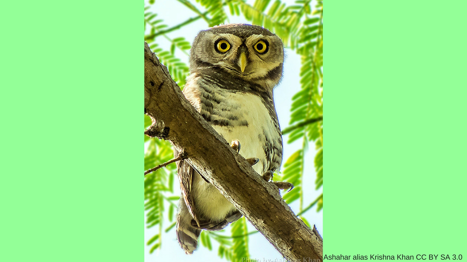 Scientists address a century old debate about the critically endangered Forest Owlet (Heteroglaux blewitti)