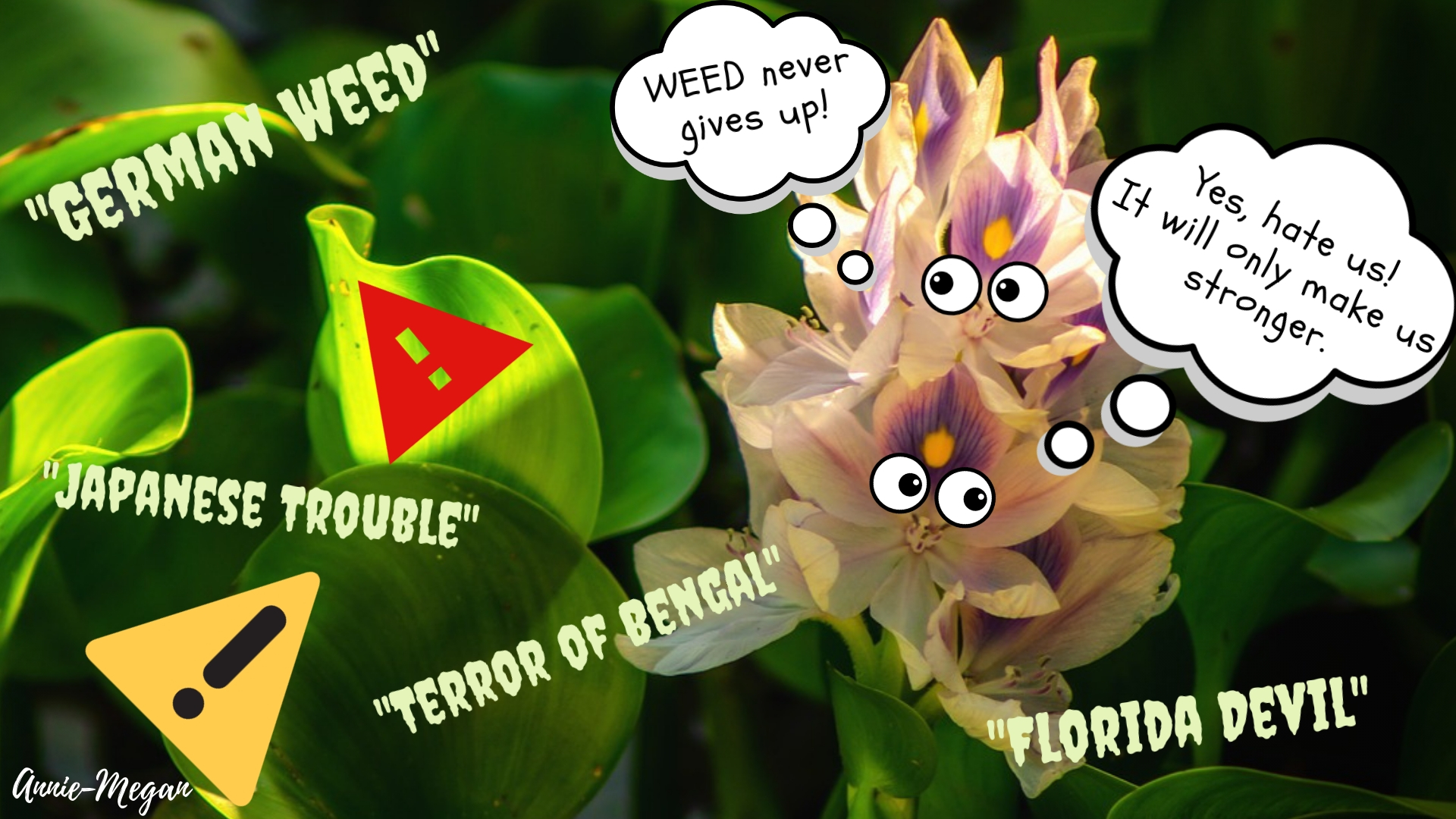 Water Hyacinth—Invasion with good intent?
