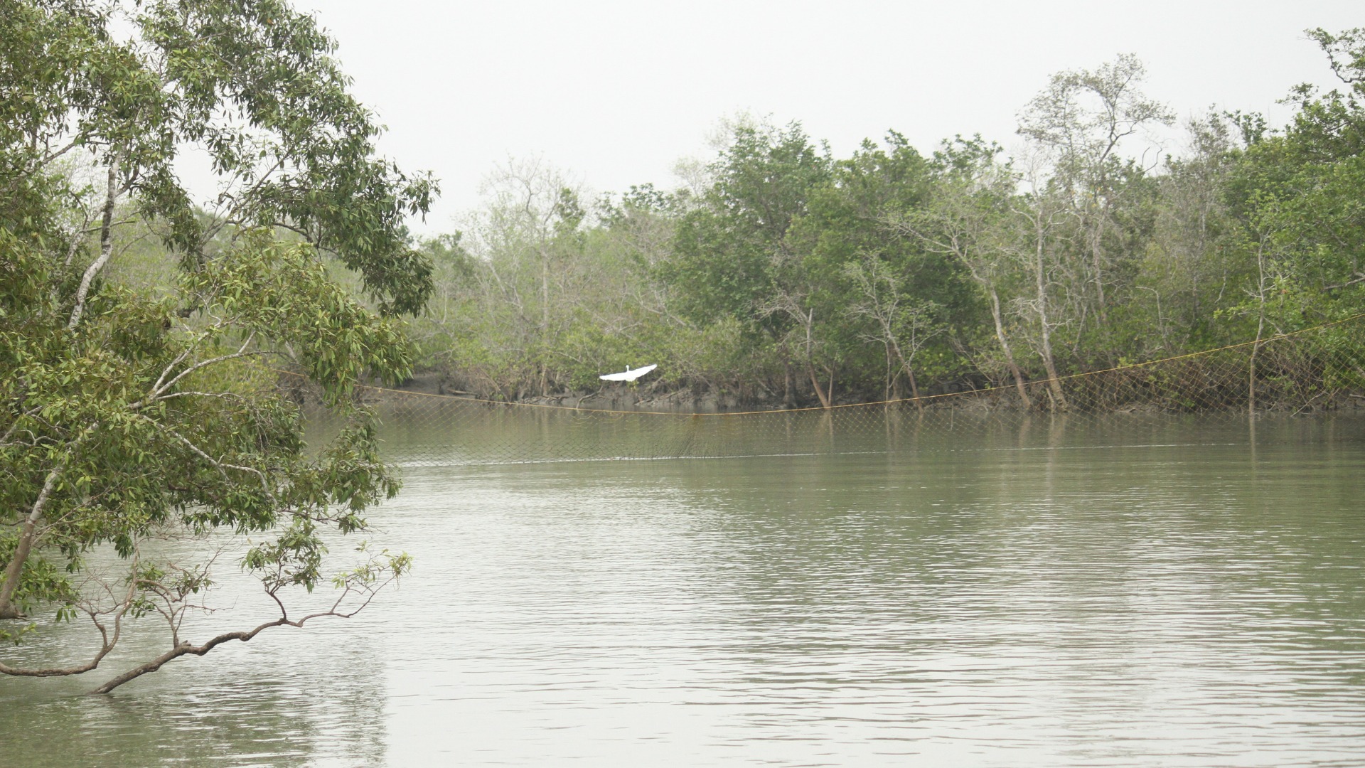 Whose ‘right’ is it in the Sundarbans?