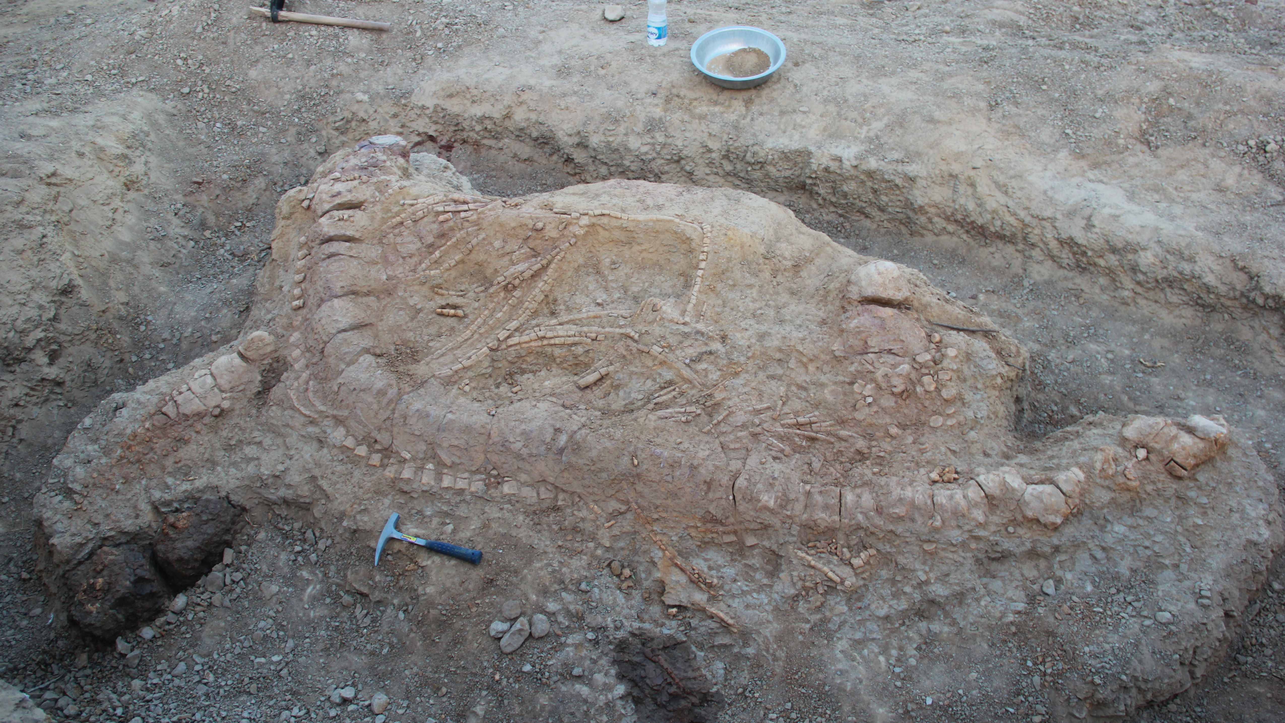 Catch of the Kachchh -- this time, a complete ichthyosaur