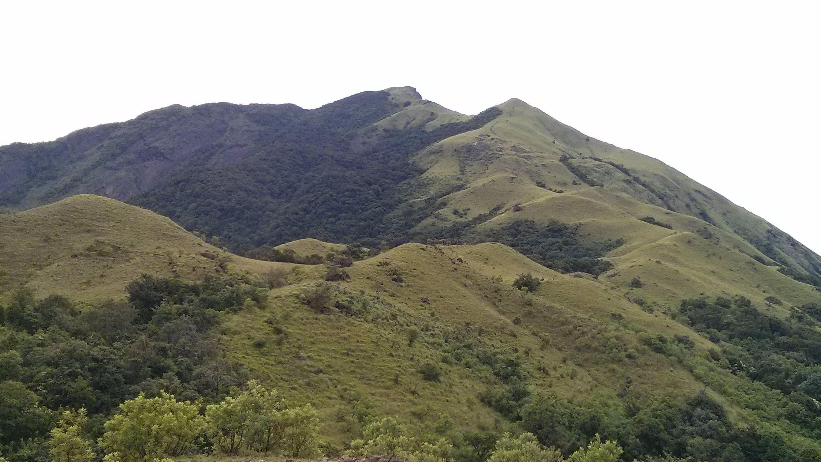 The century old “social forestry” is killing the natural grasslands in the Western Ghats, finds study