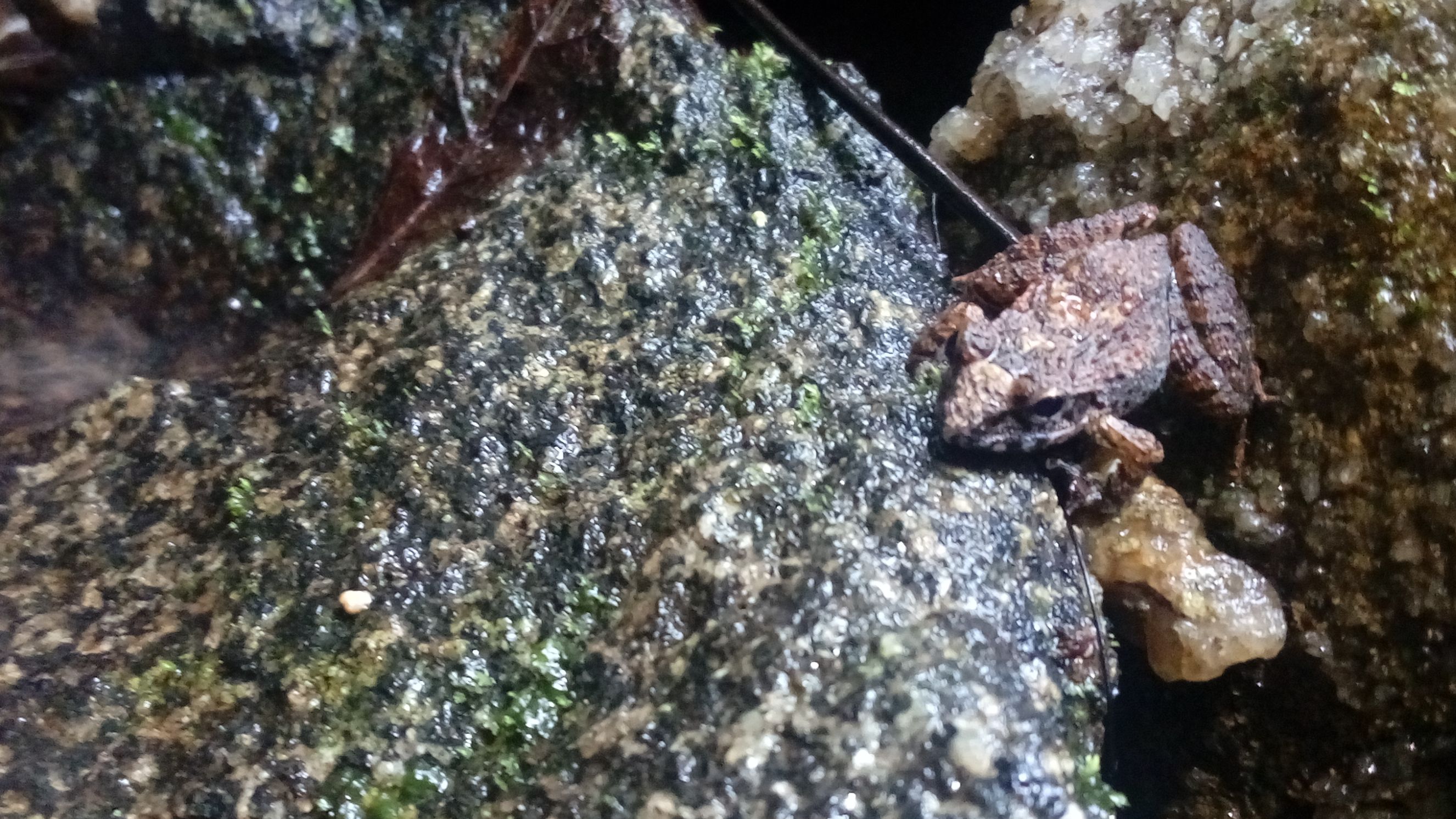 For Namesake: The frog classification debate--Minervarya or Fejervarya?