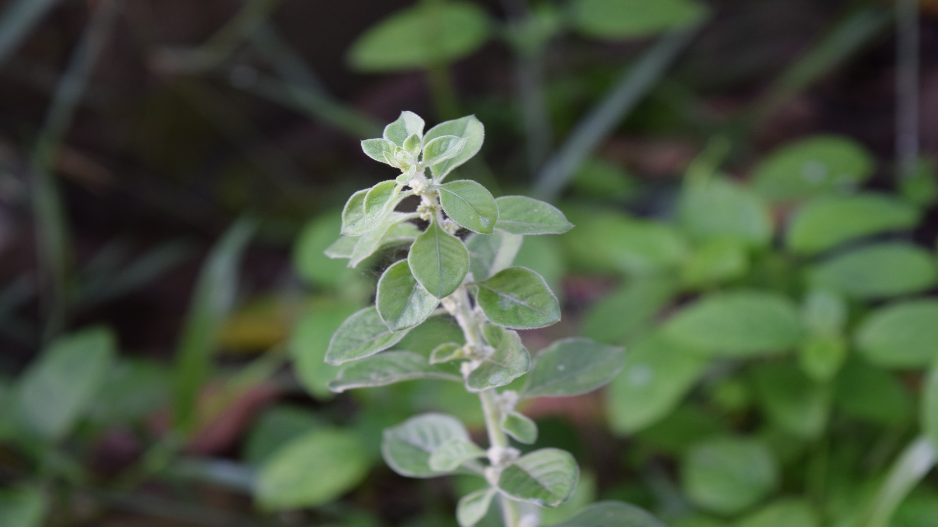 Combating hidden hunger with indigenous foods