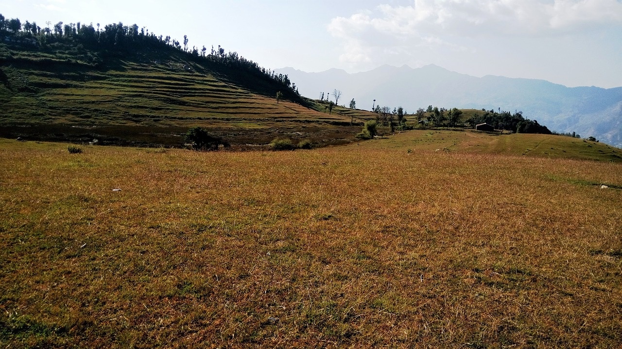 The identity crisis of the Indian savannas