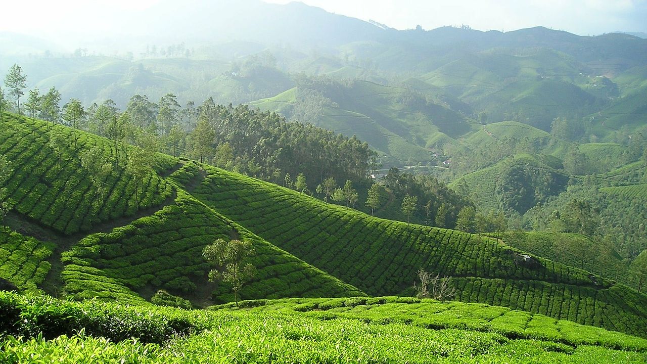 Grasslands in shambles as plantations shroud them