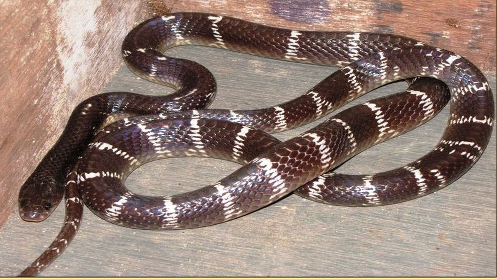 Researchers design a synthetic nucleic acid to detect Indian krait bite