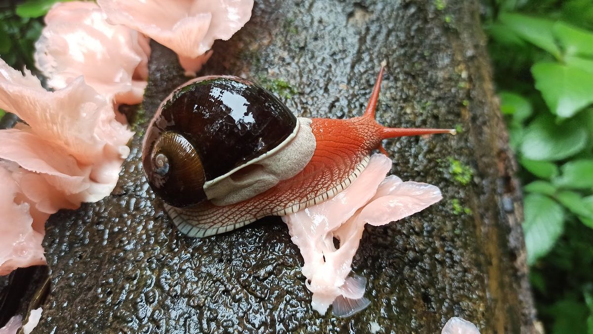 The wonderfully slow world of snails
