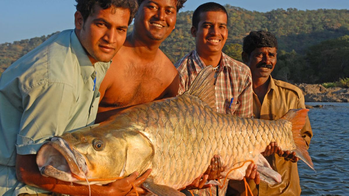 ವಿನಾಶದಂಚಿನ ಗೂನು ಬೆನ್ನಿನ ಮಹಶೀರ್ ಗೆ ವೈಜ್ಞಾನಿಕ ಹೆಸರು