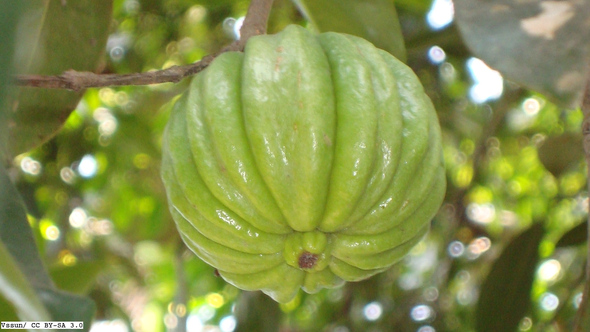 Bringing authenticity to the herbal medicinal trade