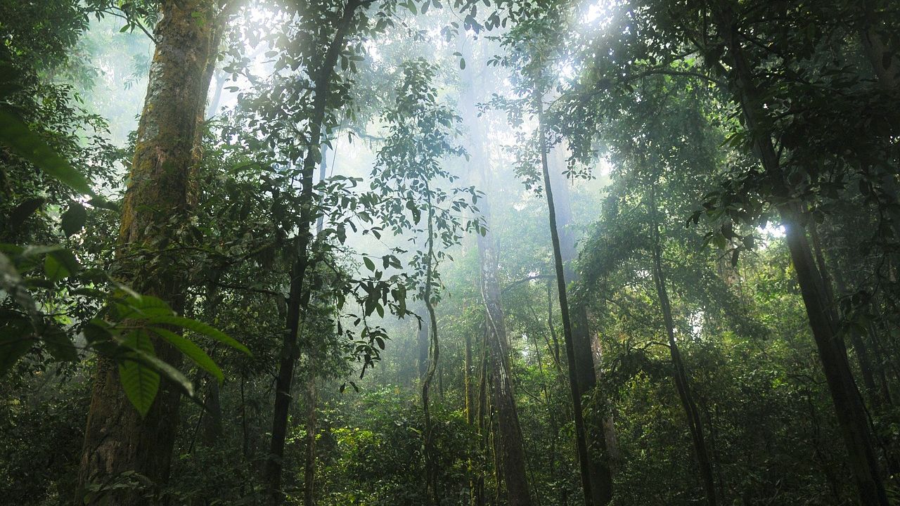 Into a new jungle: How do forests regenerate?